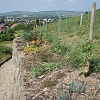 Museumswengert oberhalb der Trockenmauer mit alten Rebsorten