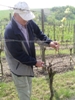 Winzer beim Frostruten entfernen (2005)