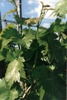Weinlaub