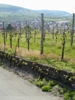 Blick von der Steigstrae aus