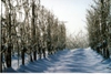 Winterliche Weinbergszene